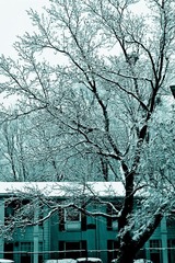 迎雪招展