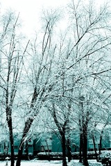 瑞雪压弯腰