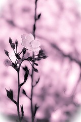 教堂墙边的花