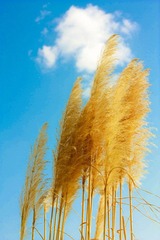 芦苇