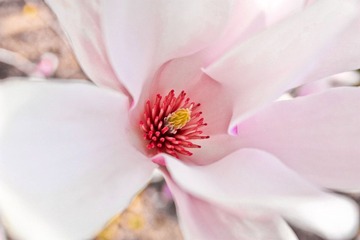 花心