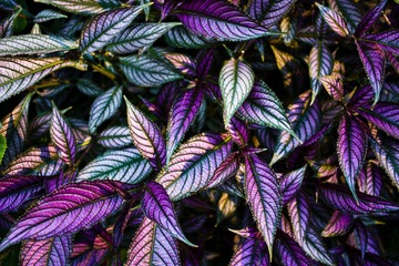 琥珀