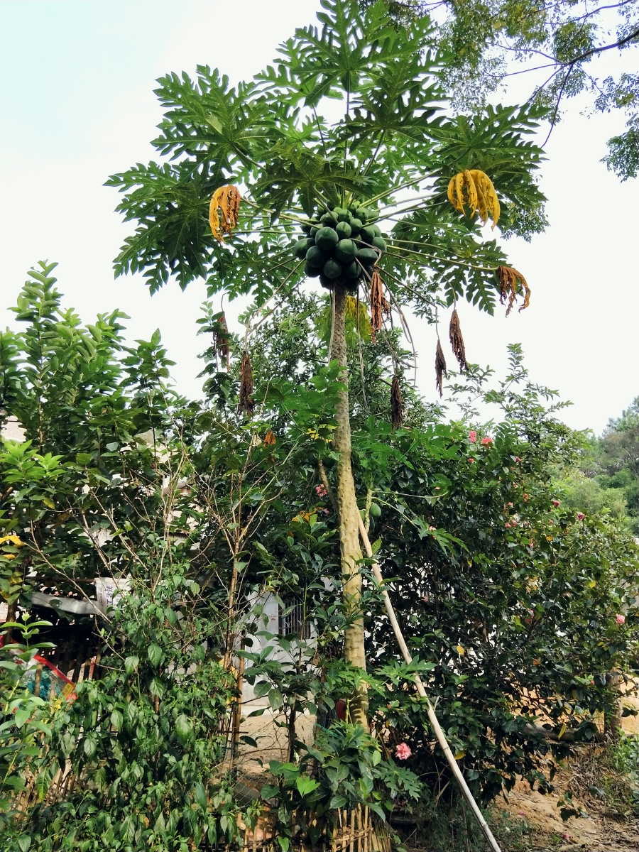 木瓜树结满了木瓜 - 小滕爱摄影 - 图虫