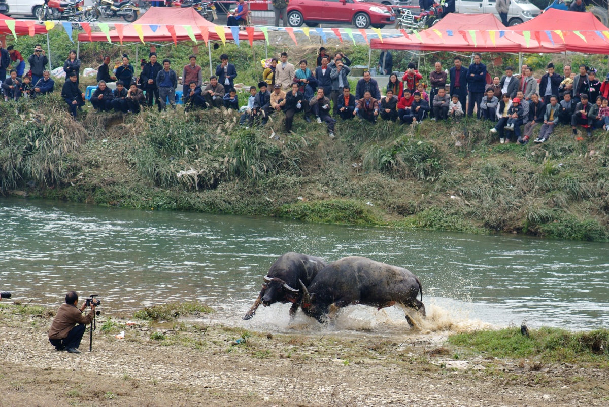 哪些民族过斗牛节的风俗