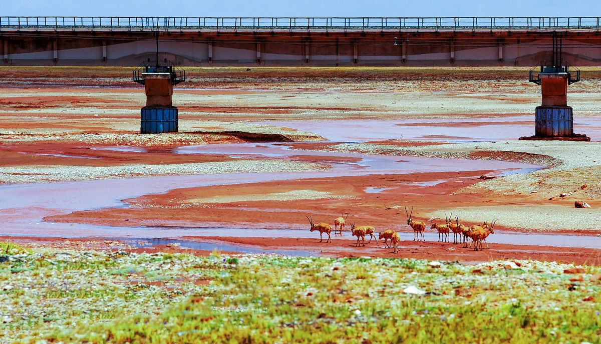 青藏铁路桥下的藏羚羊青藏线可可西里青海