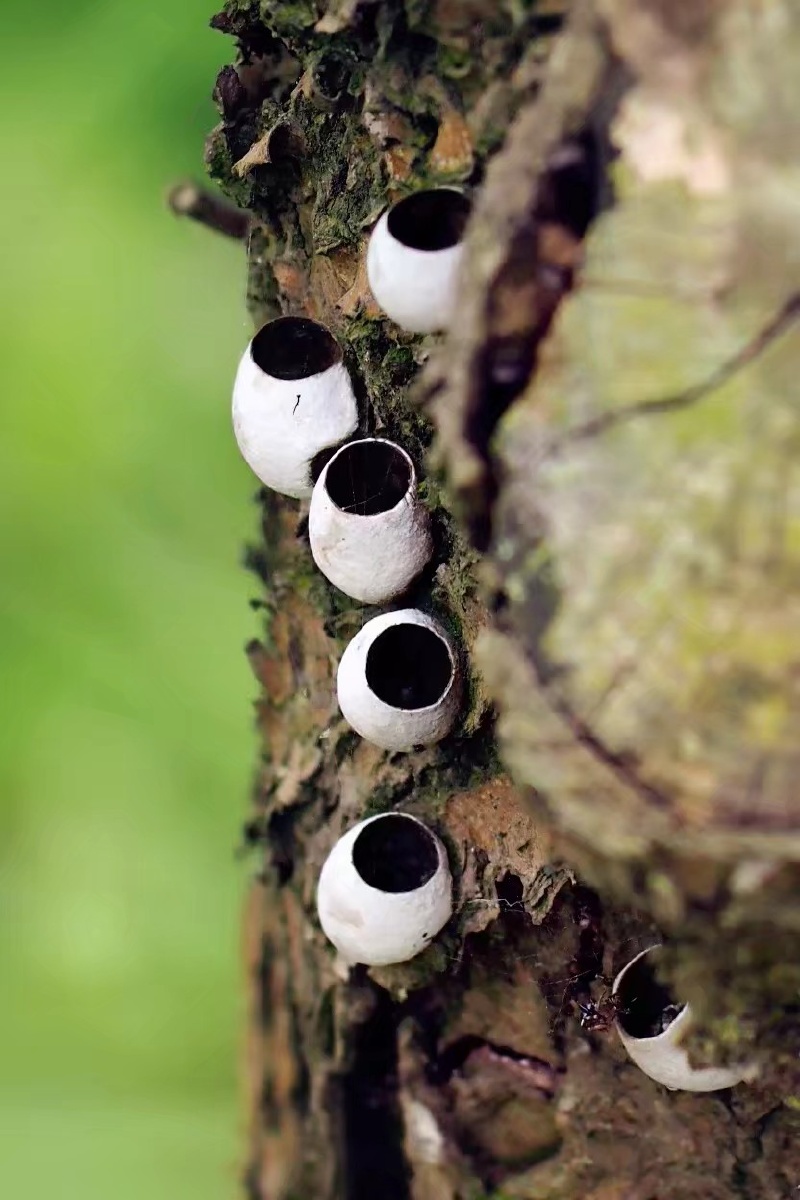 虫卵孵化后的外壳好似恶魔之眼