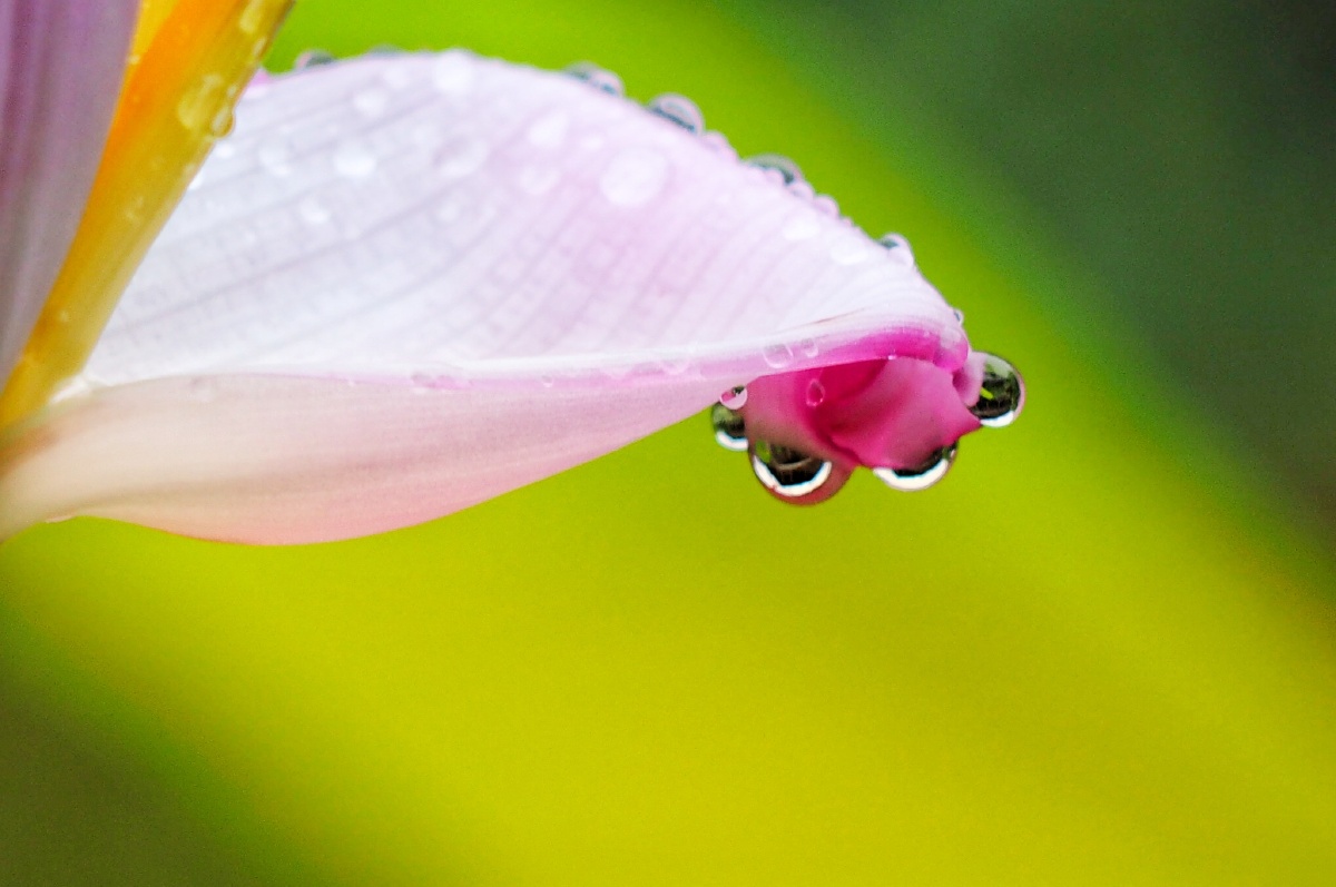 芭蕉花74