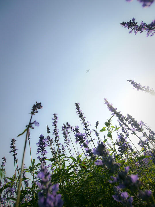 蓝调薰衣草庄园<br />
