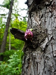 百花山上