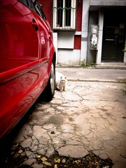 扫街猫猫