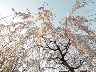 玉渊潭樱花