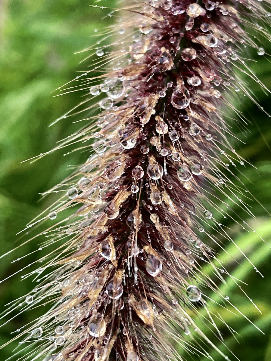 雨后路边的狗尾巴草吸引了我的视线