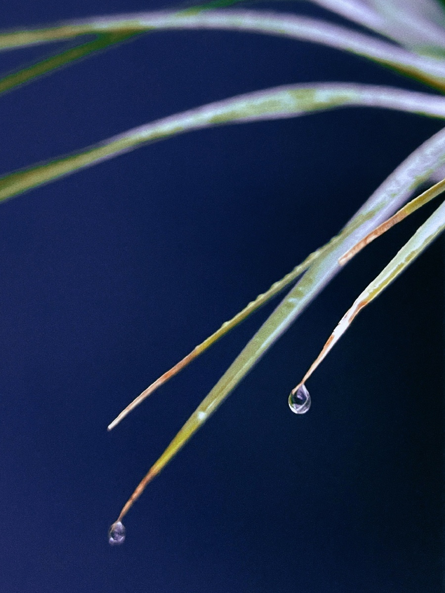 有雨的早晨小区一角