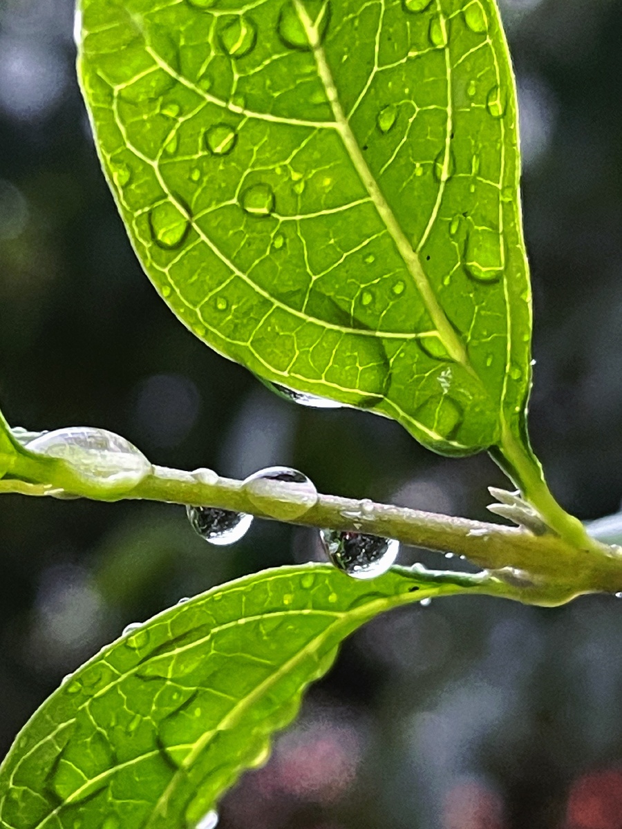 春雨贵如油深圳好久没下雨了年前的春雨洗去灰霾迎接新年
