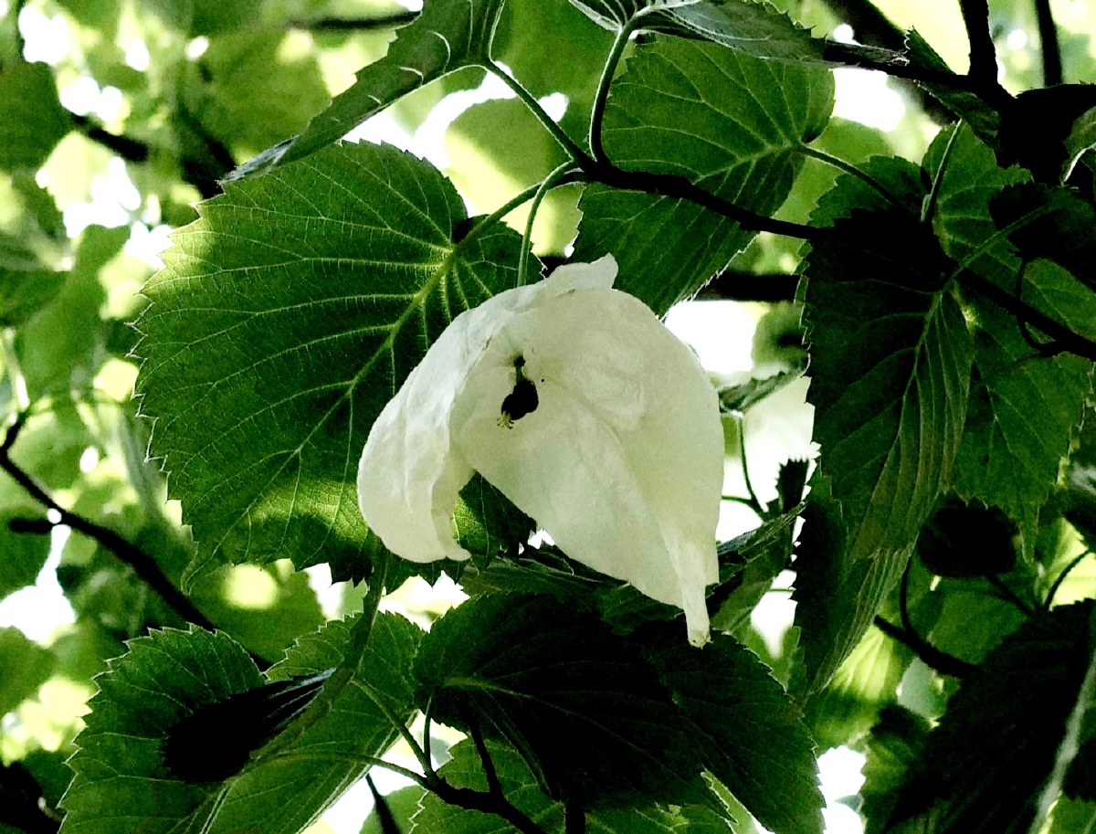 的珍品因其花形酷似展翅飞翔的白鸽而被西方植物学家命名为中国鸽子树