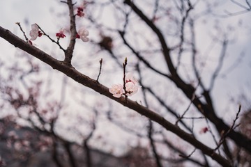 D356E4E7-917B-4AE3-A77D-98424C6ABE9A/L0/001