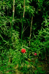 D28DD928-FFFA-491B-8686-F524DDDE6C72/L0/001