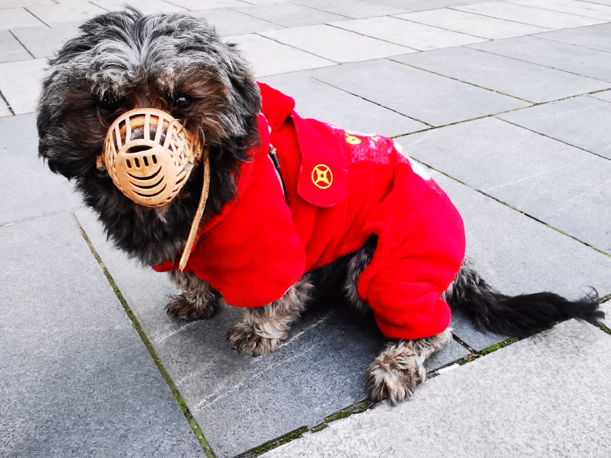 穿红马甲的狗狗