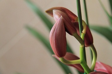 真纠缠