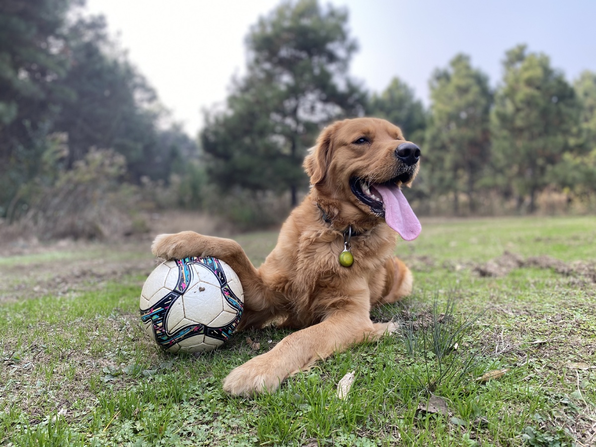 晴天草地草坪足球金毛狗狗宠物户外运动