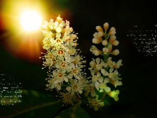 42004