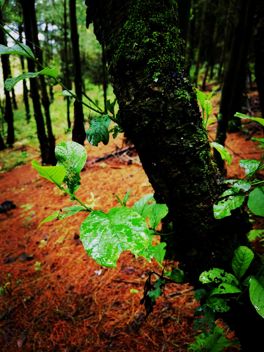 雨后森林的萌动
