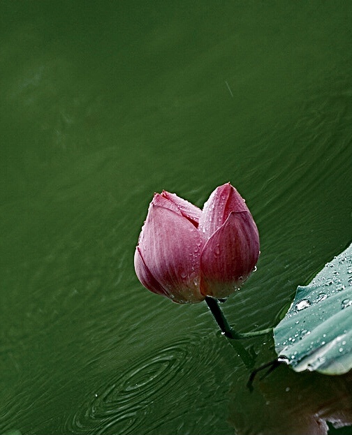 每一片荷叶每一朵荷花都在诉说着不同的故事
