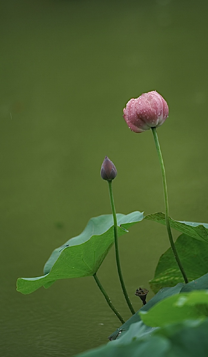 每一片荷叶每一朵荷花都在诉说着不同的故事