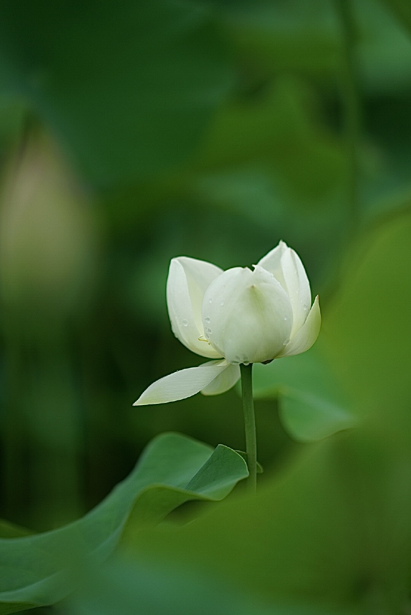 每一片荷叶每一朵荷花都在诉说着不同的故事