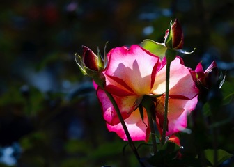 8A6AD4CE-6902-4F43-BA0D-AC18B46FA5A5/L0/001