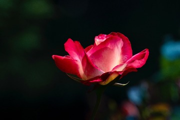 A48777CB-DE5D-4DDF-A962-20A97A580BBD/L0/001