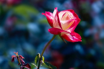 3871BFEE-3A5F-479E-8FD7-C6E4A3EC9B7C/L0/001
