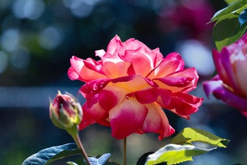 837F459C-1ED9-4AE2-84A9-57ABF84DAEE5/L0/001