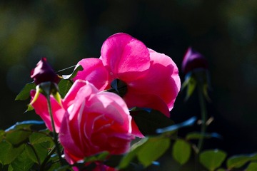 E4136615-4335-46A7-807F-91764B2D4BFB/L0/001