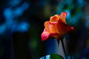 A943B275-2AA8-4E2C-A5C8-E337DA4FA5F5/L0/001