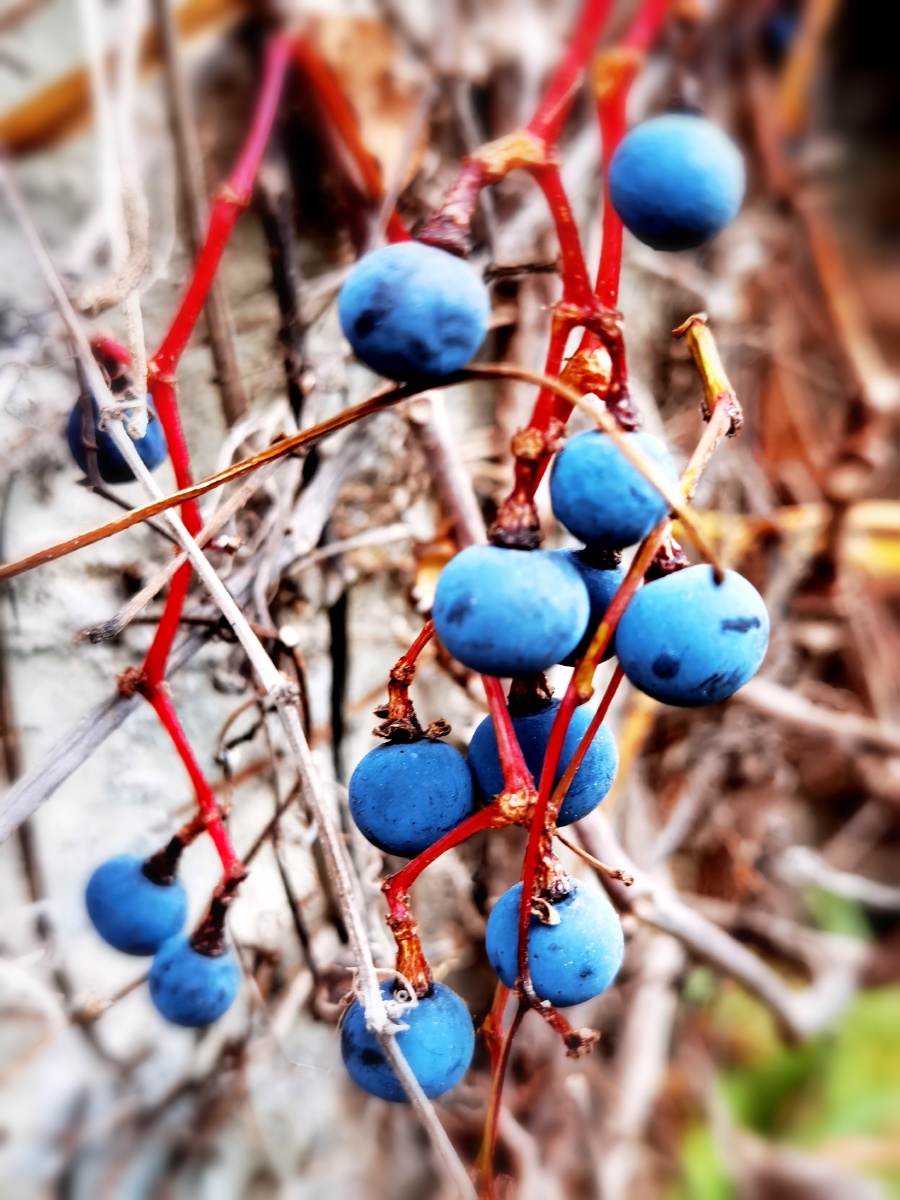 出游路上的野趣,发现无名蓝色果实 - 冰冰爱生活 - 图虫