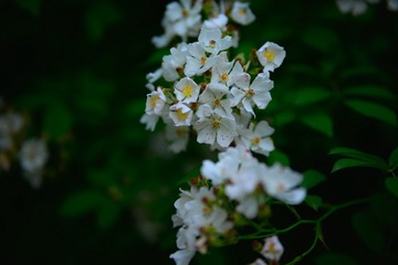 95BC5628-05A7-48CC-B824-5FA38EEEB6E4/L0/001