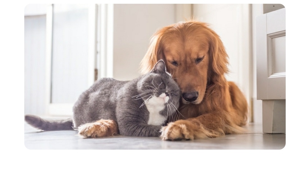 好有爱的猫咪狗狗