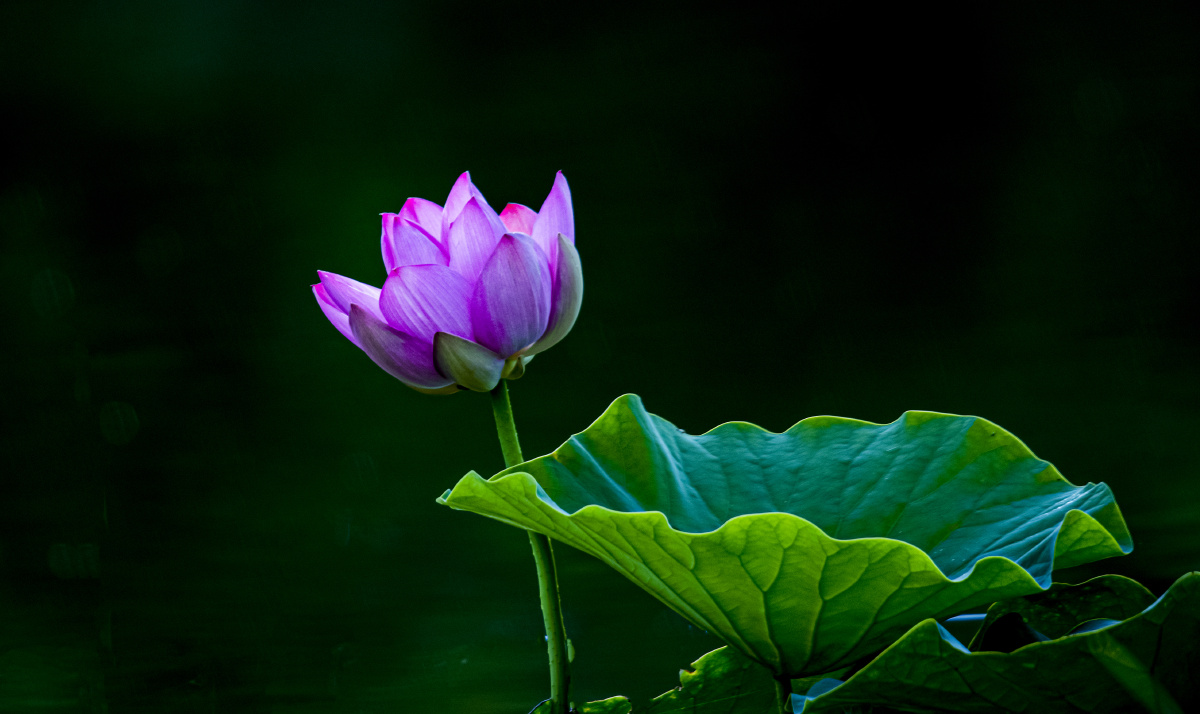 荷韵- 摄影师160880550697140李丹