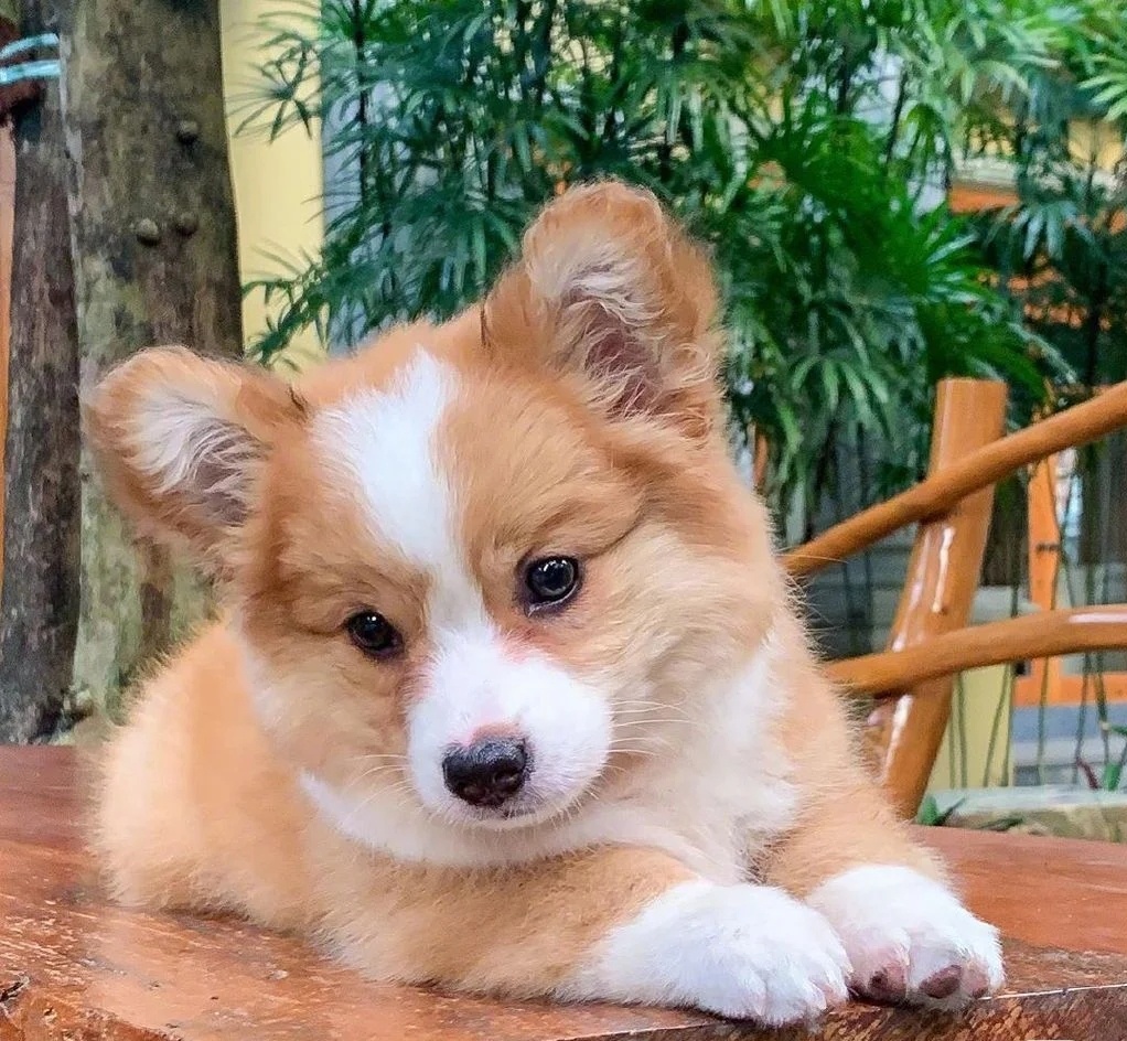 柯基也是超可爱的