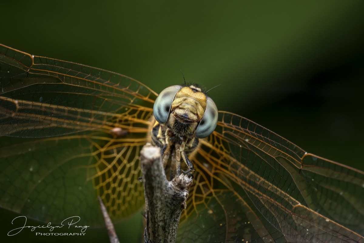 变焦镜头微距试拍