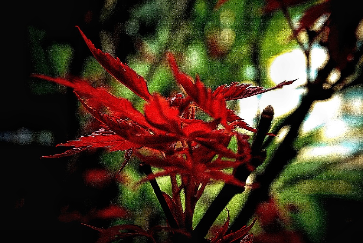 虽没铺天盖地的热闹,却点缀着满园青翠绿.