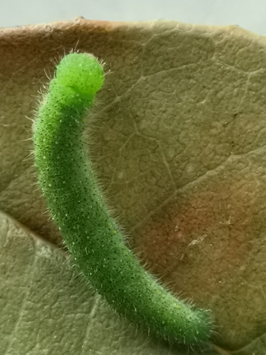 菜青虫 微距 昆虫 特写 绿色