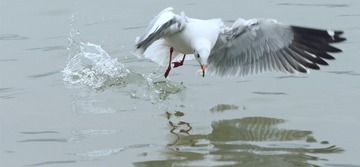 58159