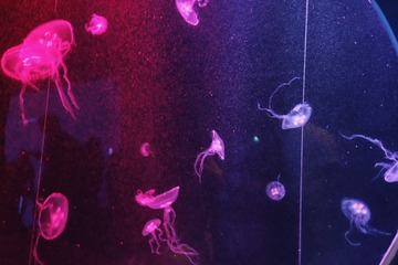 523F34E5-4EB3-44C8-B4EF-201B1EA18314/L0/001