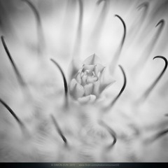 《花形式》5