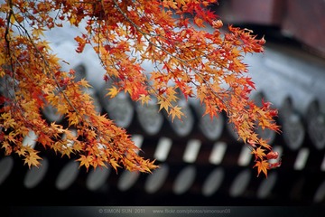 IMG_9542.jpg