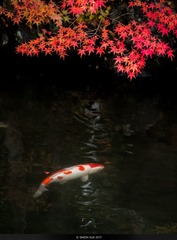 京都红叶-03726