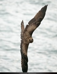 PACIFIC-07835