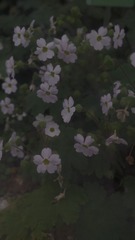 8DB31F0E-3D08-49FE-96E6-4D0A7D71001D/L0/001